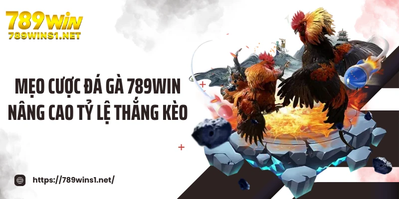 Mẹo Cược Đá Gà 789win Nâng Cao Tỷ Lệ Thắng Kèo