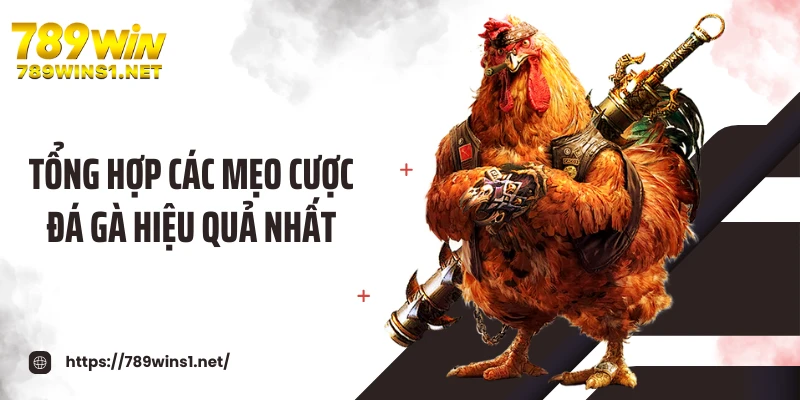 Tổng hợp các mẹo cược đá gà hiệu quả nhất